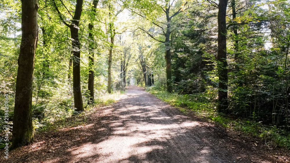 Forest path on a sunny september afternoon (Almelo, The Netherlands). The path lies in the Nijrees forest at the edge of Almelo in the Eastern Netherlands. Forest path on a sunny september afternoon (Almelo, The Netherlands). The path lies in the Nijrees forest at the edge of Almelo in the Eastern Netherlands.