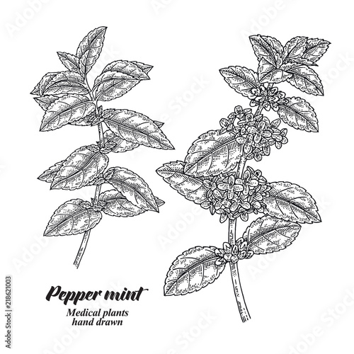 Pepper mint branch with leaves and flowers isolated on white background. Medical herbs collection. Hand drawn vector illustration engraved.