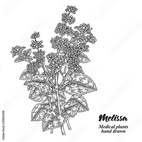 Melissa Officinalis branch with leaves and flowers isolated on white background. Medical herbs collection. Hand drawn vector illustration engraved.