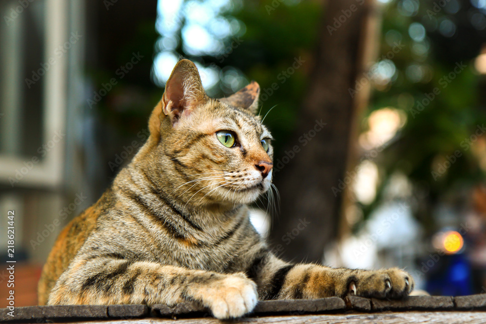 Obraz premium Tabby cat on wood