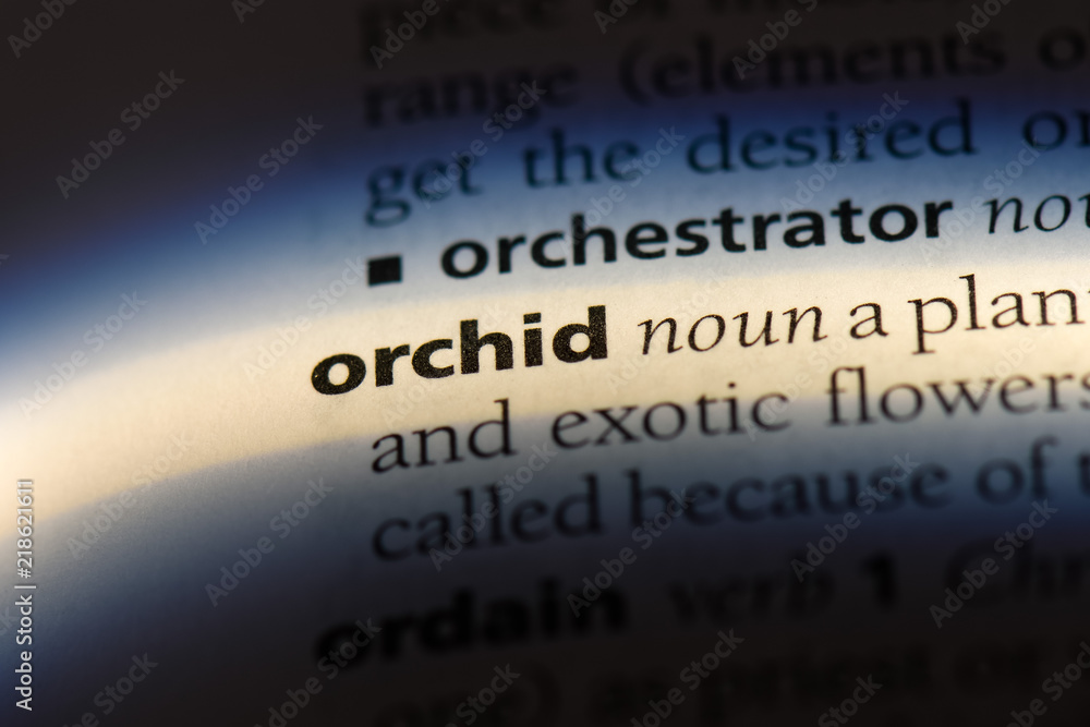 Obraz premium orchid