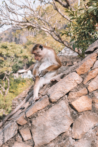 Monkey sittingin a relaxed pose © SmallWorldProduction
