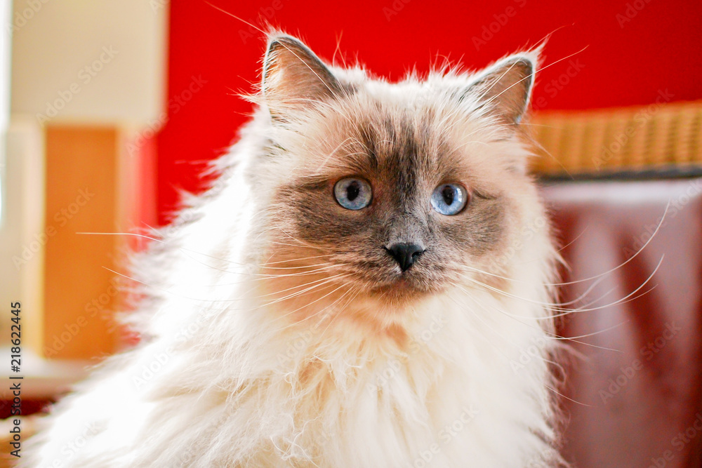 Nice Ragdoll cat. It is best known for its docile and placid