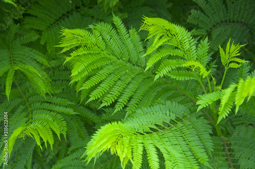 Green fern bushes, closeup, park, summer