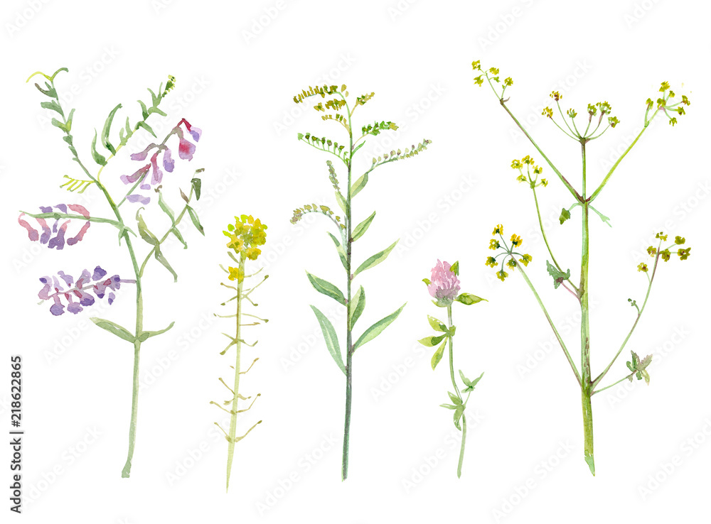 graceful collection of meadow plant and flowers. watercolor painting