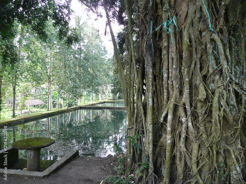 Fototapeta premium nature bali