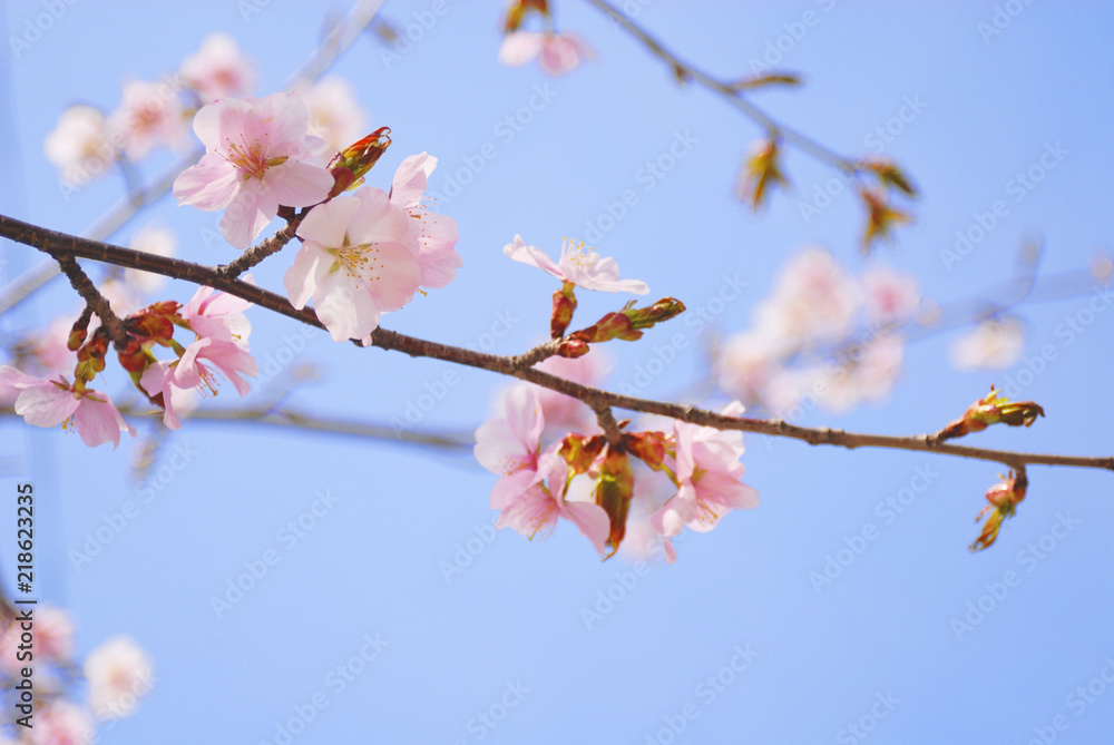 桜 春 素材 桜 春 素材