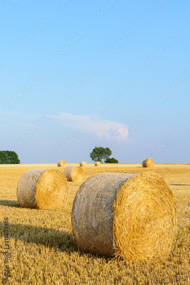 Round bales of straw at sunset scattered in a field of wheat recently harvested in the french countryside.