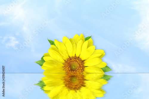 Fototapeta Naklejka Na Ścianę i Meble -  summer blossoming sunflower reflection isolated on sky background