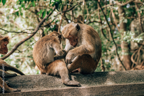 Monkeys cleaning each other  © SmallWorldProduction