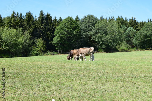 Kühe auf hügeligen Eifelwiesen photo