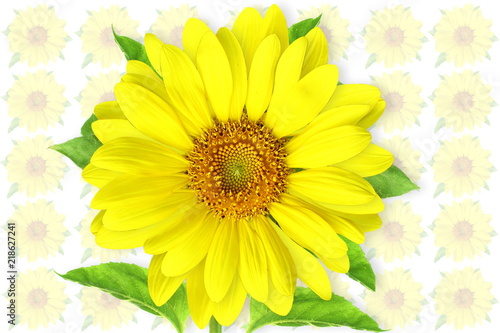 Fototapeta Naklejka Na Ścianę i Meble -  summer blossoming sunflower isolated on blur flower background