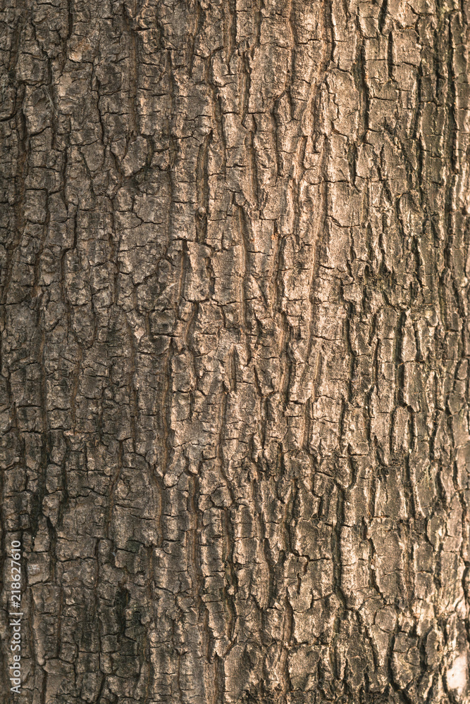 Close up of tree bark texture. Nature wood background. Detail of tree pattern. (Closeup) Close up of tree bark texture. Nature wood background. Detail of tree pattern. (Closeup)