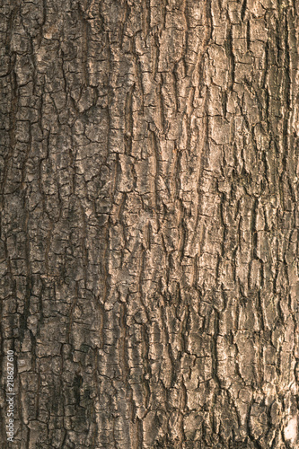 Close up of tree bark texture. Nature wood background. Detail of tree pattern. (Closeup)