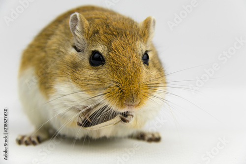 a brown and white gerbil eating a pipe on white background photo