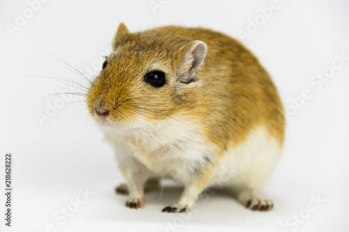 a brown and white gerbil, rodent, on white background