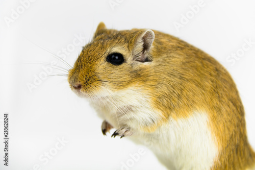 a brown and white gerbil, rodent, on white background