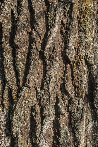 bark of a linden vertical. texture for creativity