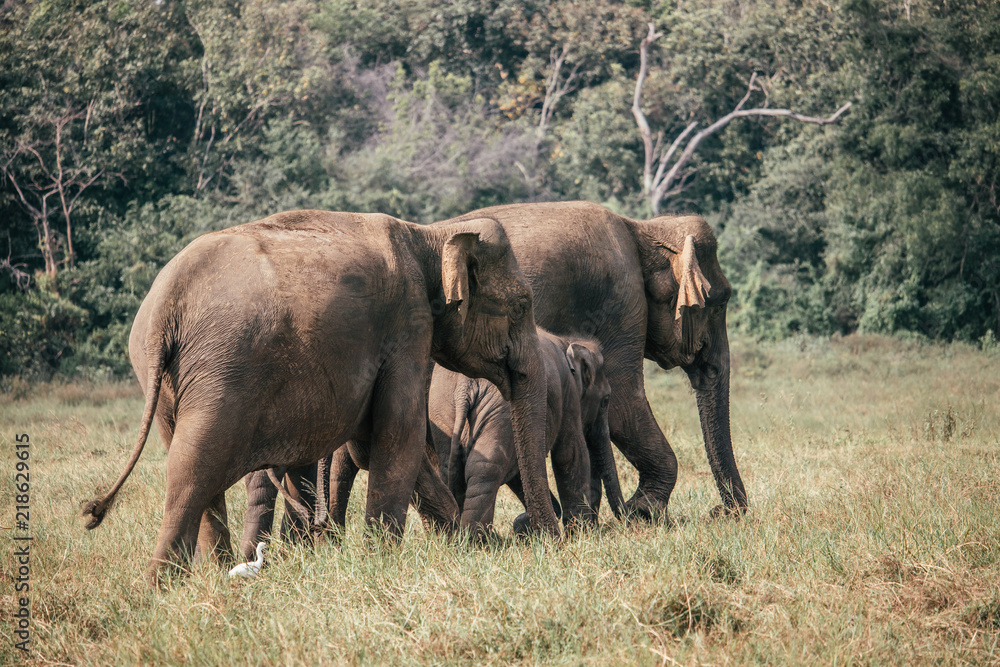 Fototapeta premium elephants move around
