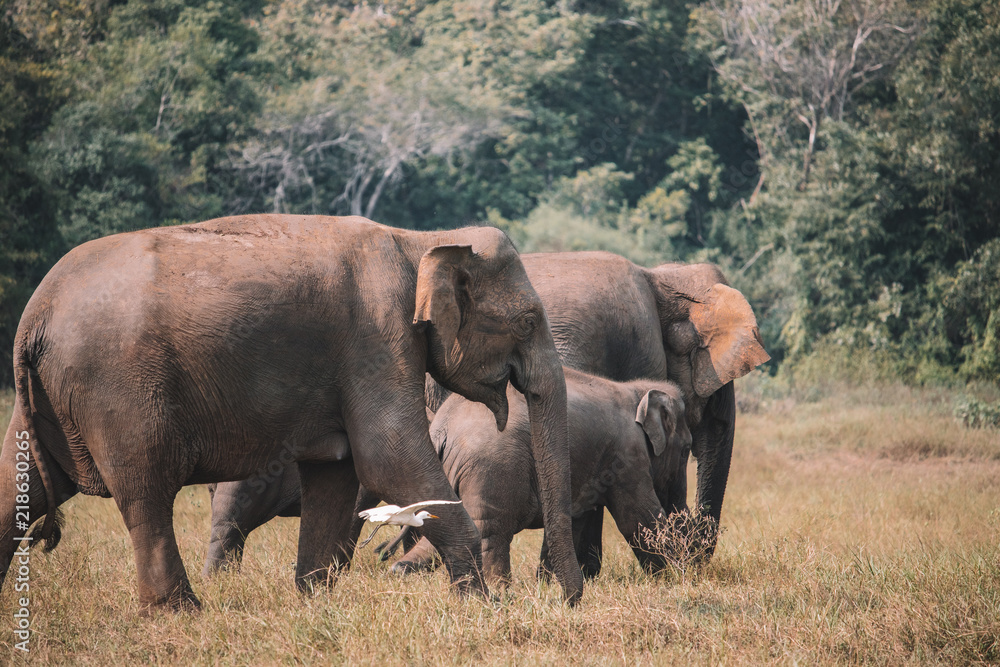 Fototapeta premium elephant family