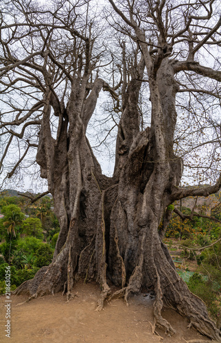 Cape Verdes biggest and oldest tree