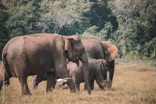 elephant family