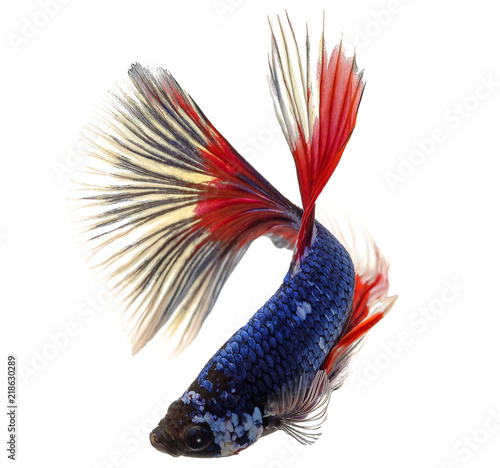 Betta splendens(Pla-Kad),Siamese fighting fish aquarium fish beatiful tail and move action isolated on white background with clipping path included