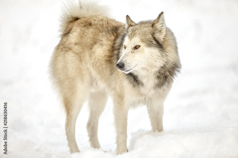 hunting laika in winter forest wolf dog hunting laika in winter forest wolf dog