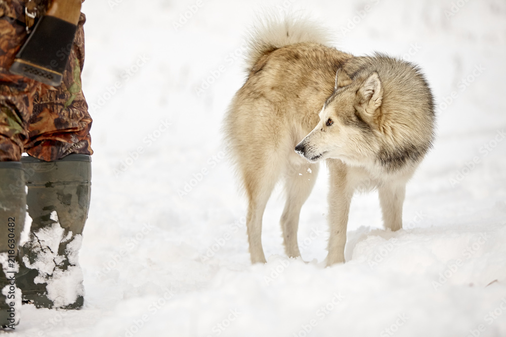 Naklejka premium hunting laika in winter forest wolf dog