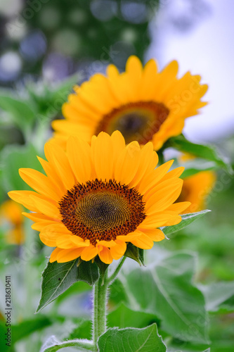 Sunflowers bloom in the garden