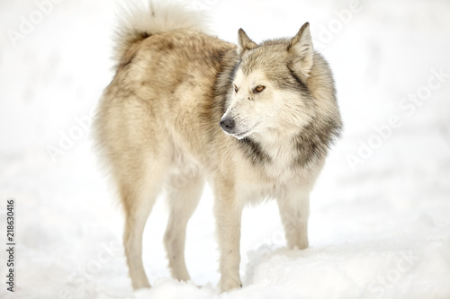 hunting laika in winter forest wolf dog