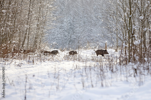 herd boars on winter hunting