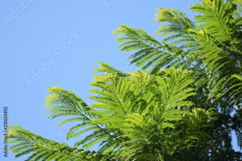 Cyprus wild nature
