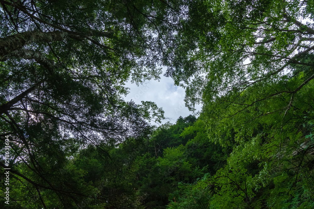 乗鞍高原 三本滝 乗鞍高原 三本滝