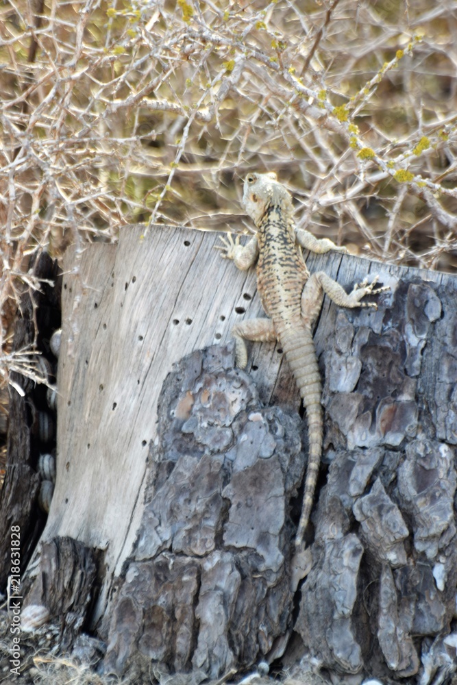 Obraz premium Cyprus wild lizard
