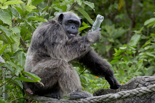 Fototapeta Naklejka Na Ścianę i Meble -  Funny Chimpanzee hold plastic bottle in his hand. Chimpanzee afraid human take bottle back.