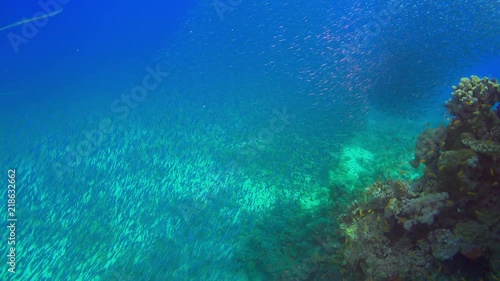 Wallpaper Mural Cornet-Fish Hunting for a Shoal Small Fish Torontodigital.ca