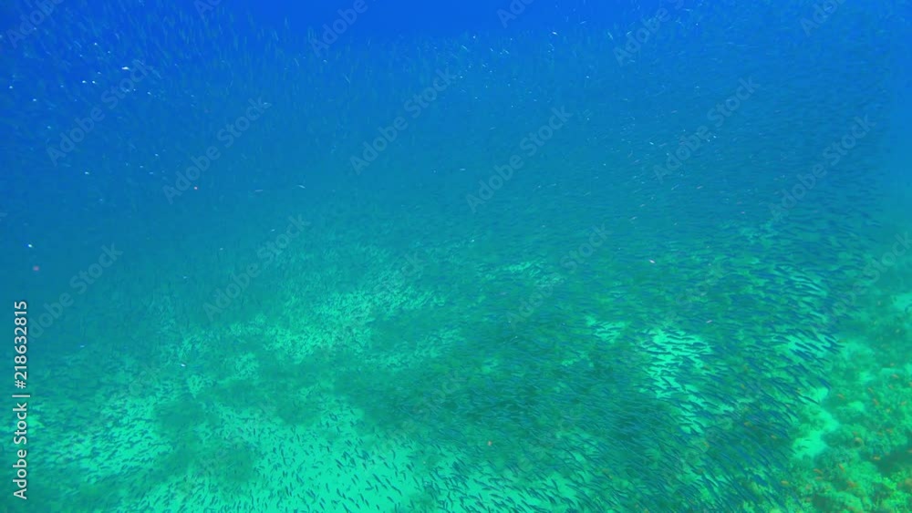 Cornet-Fish Hunting for a Shoal Small Fish Cornet-Fish Hunting for a Shoal Small Fish