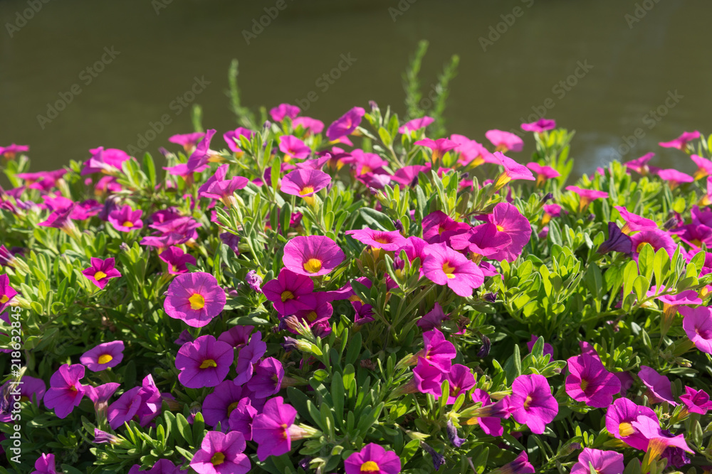 Bright pink flowers on a background of water surface in the sun .