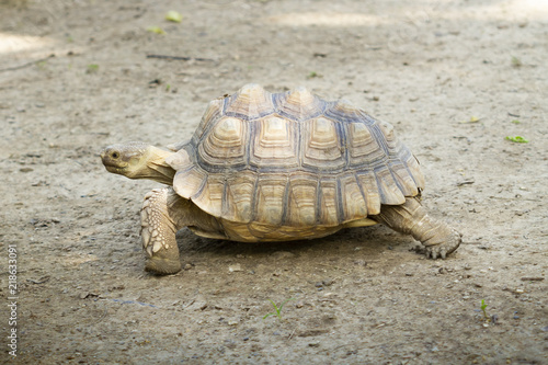 Turtle,Sulcata tortoise, African spurred tortoise (Geochelone sulcata)
