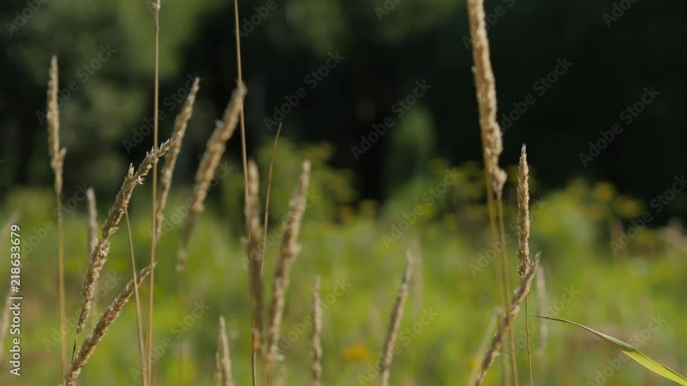 Grass In The Summer Forest In The Wind Blured Background
