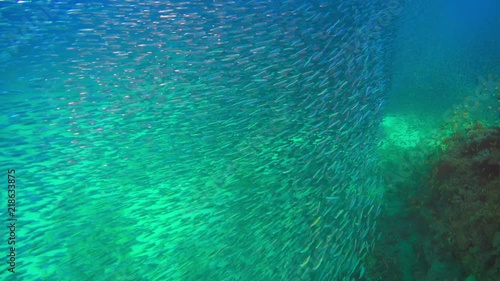 Cornet-Fish Hunting for a Shoal Small Fish