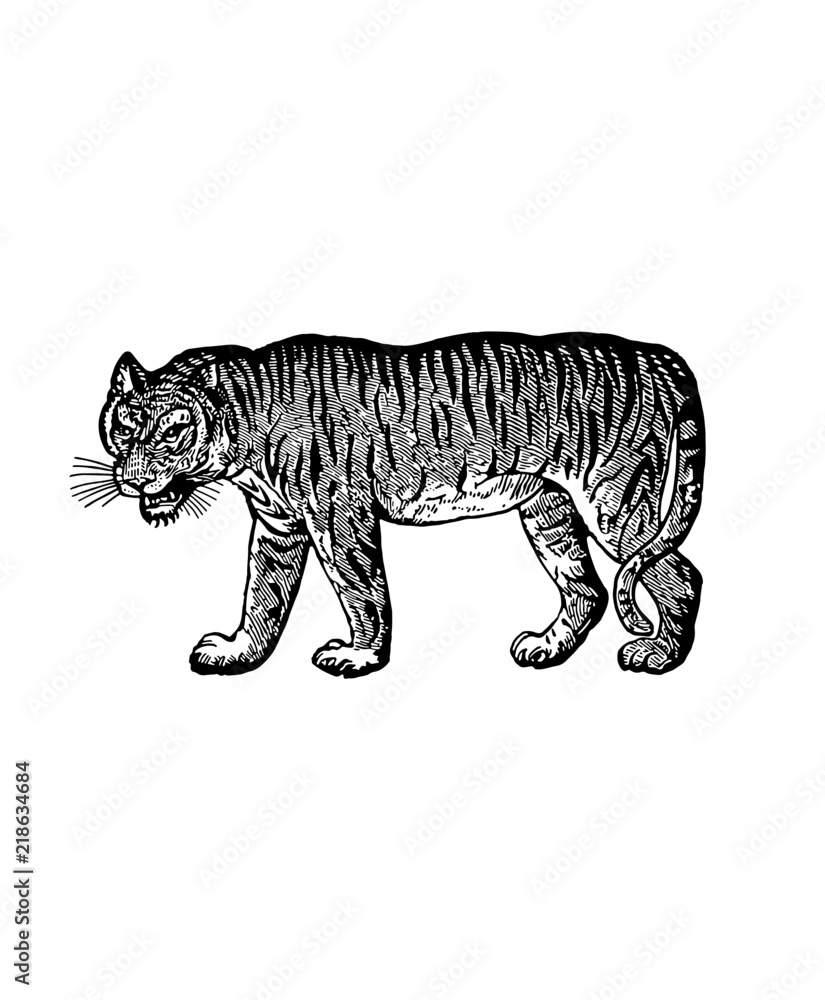 Fototapeta premium A vintage tiger drawing isolated on white background