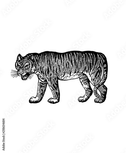 A vintage tiger drawing isolated on white background (ID: 218634684)
