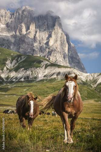 Two Wild Horses Close up with Background of Mountain Corno Grande in Campo Imperatore - Abruzzo - Italy