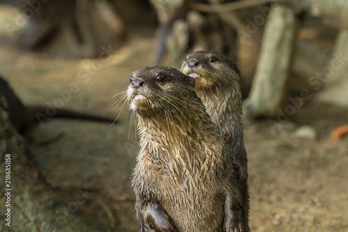Cute animal world,Small-clawed Otter (Amblonyx cinereus), Aonyx cinerea or Asian small-clawed otter