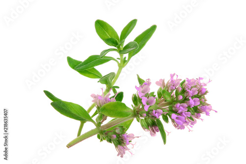 flowering twig thyme spice isolated on white background