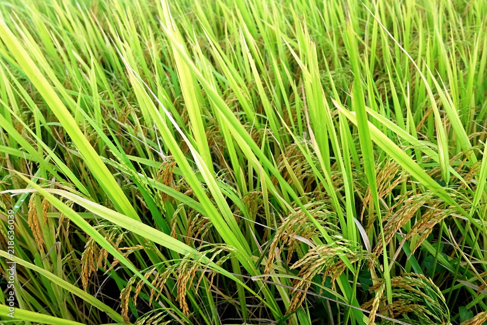 Fototapeta premium Close up view of paddy fields.