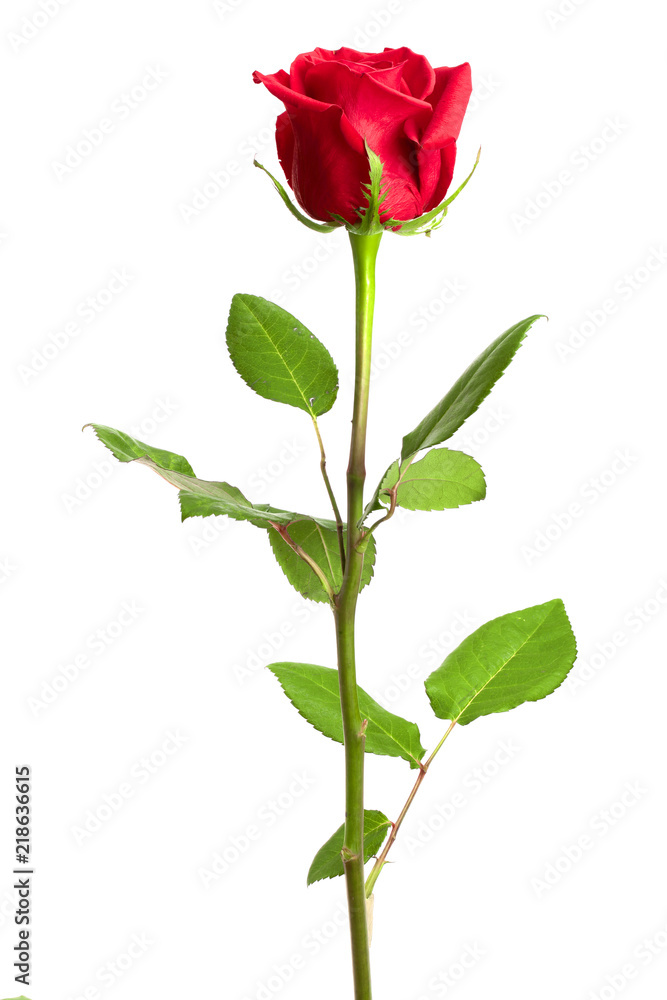 beautiful red rose isolated on white background beautiful red rose isolated on white background