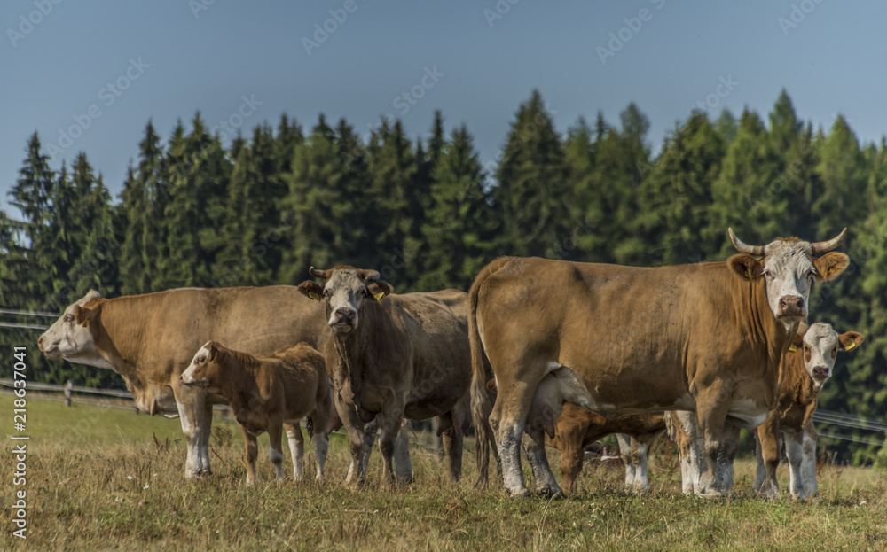 Cows and bulls staying on pasture land in hot day